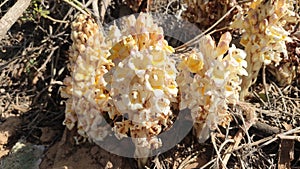 Flowering Cistanche TubulosaÂ Loki Mula plant, wild flowering Fox Radish plant, close up view